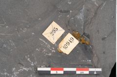 Foto (Detailansicht) von Senftenbergia crenata Lindl. et H. (NHMW-GEO-2024-0188-10949)